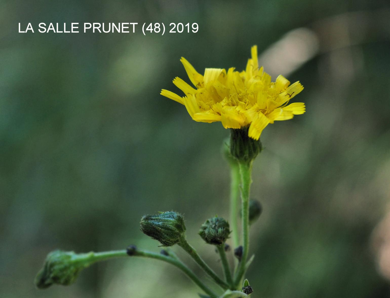 Hawkweed, (of Turin)